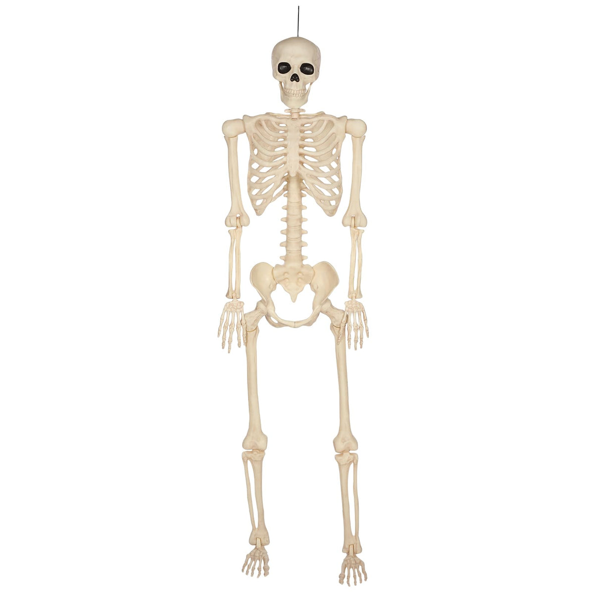 5 Ft Life-Size Full Body Skeletons Z78165
