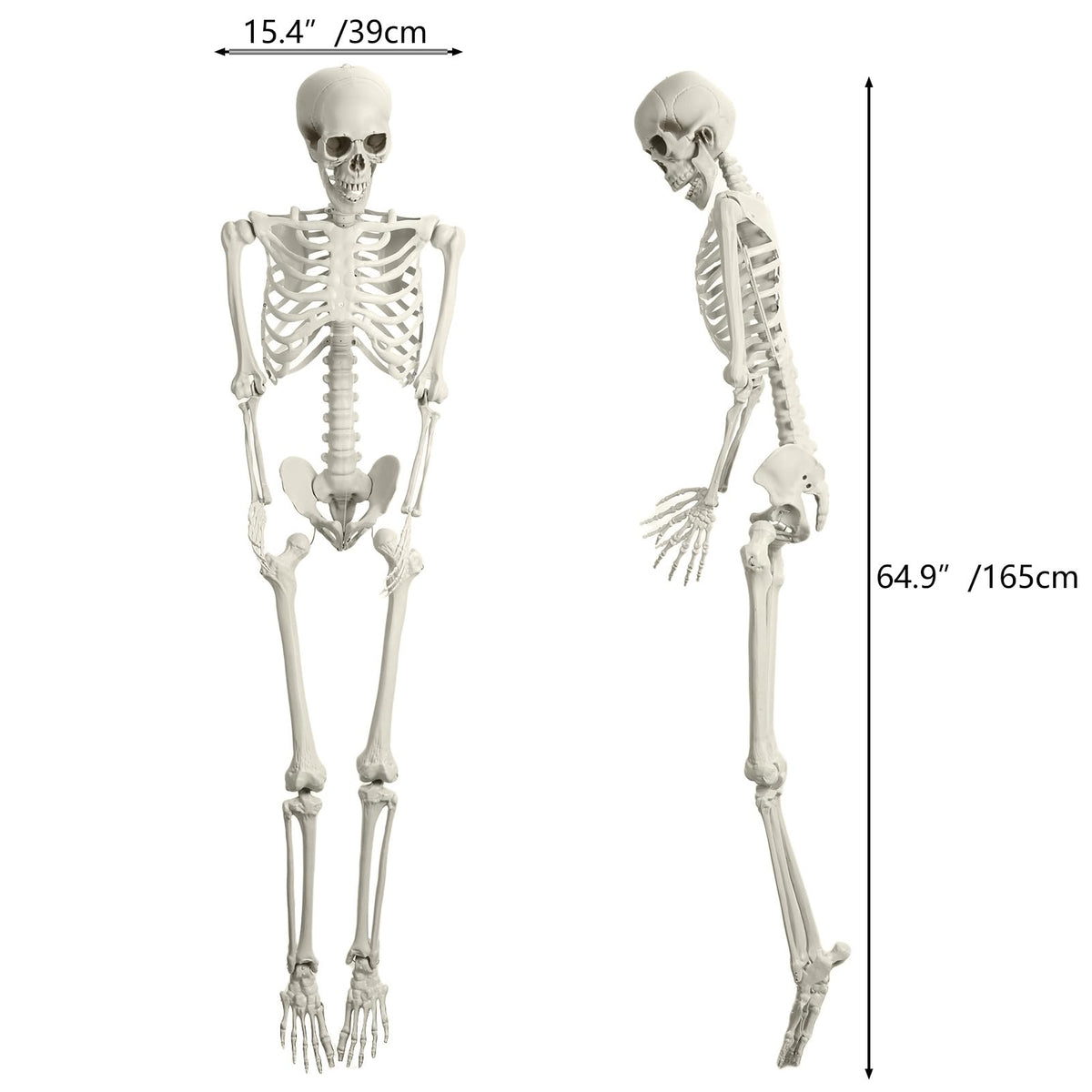5.4FT Poseable Life Size Plastic Skeleton L86110