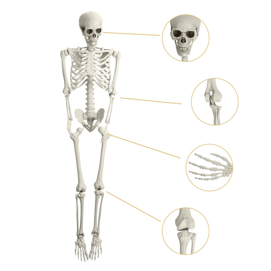 5.4FT Poseable Life Size Plastic Skeleton L86110
