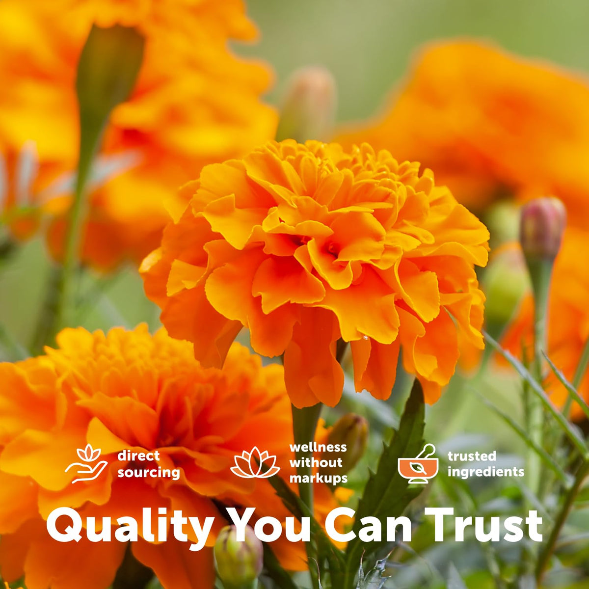 Lutein Zeaxanthin 40mg Omega-3 DHA EPA S5815