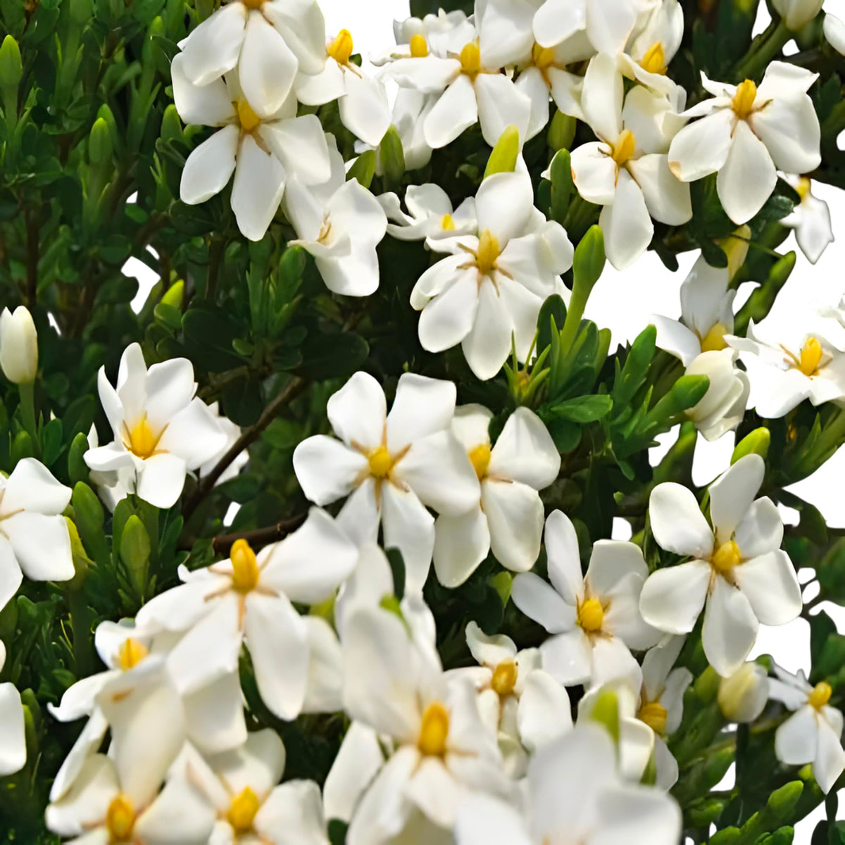 White Flowering Gardenia Shrub 1 Gallon Potted P547185